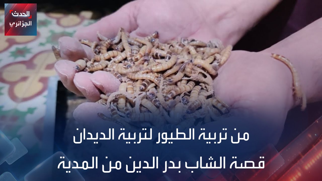من تربية الطيور لتربية الديدان.. قصة الشاب بدر الدين من المدية