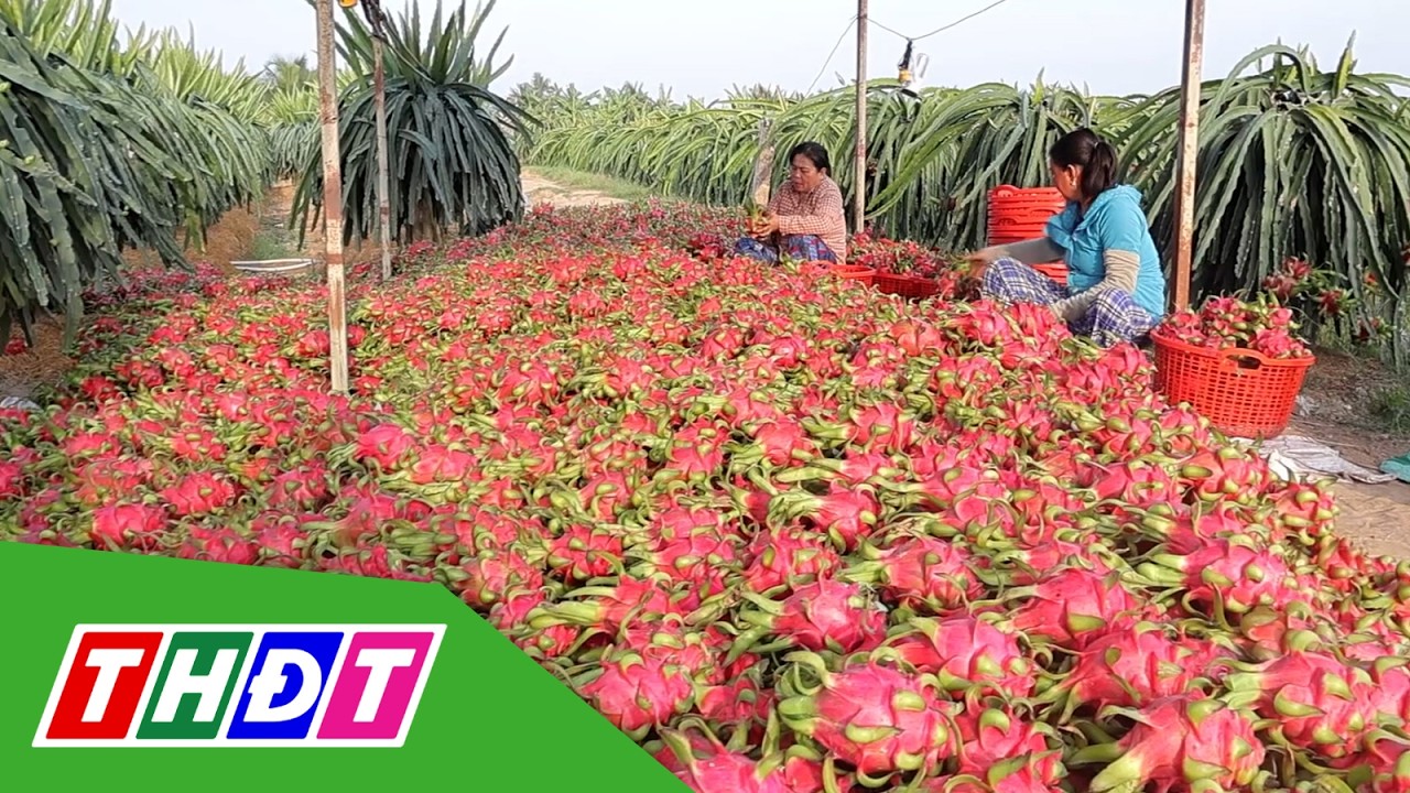 Giá thanh long đi xuống | THDT