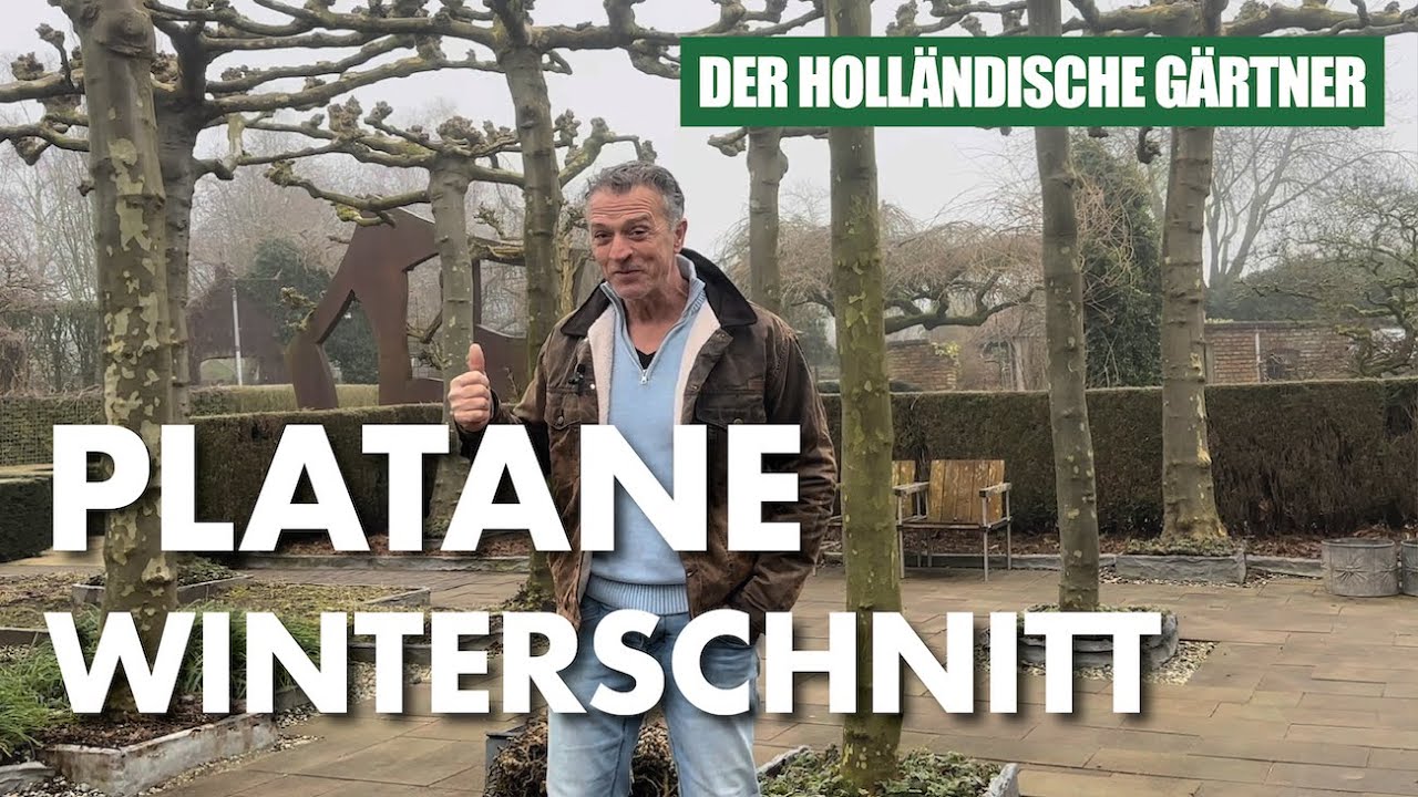 Der Winterschnitt der Gew&ouml;hnliche Platane. Wie und wann macht man das? - Der Holl&auml;ndische G&auml;rtner