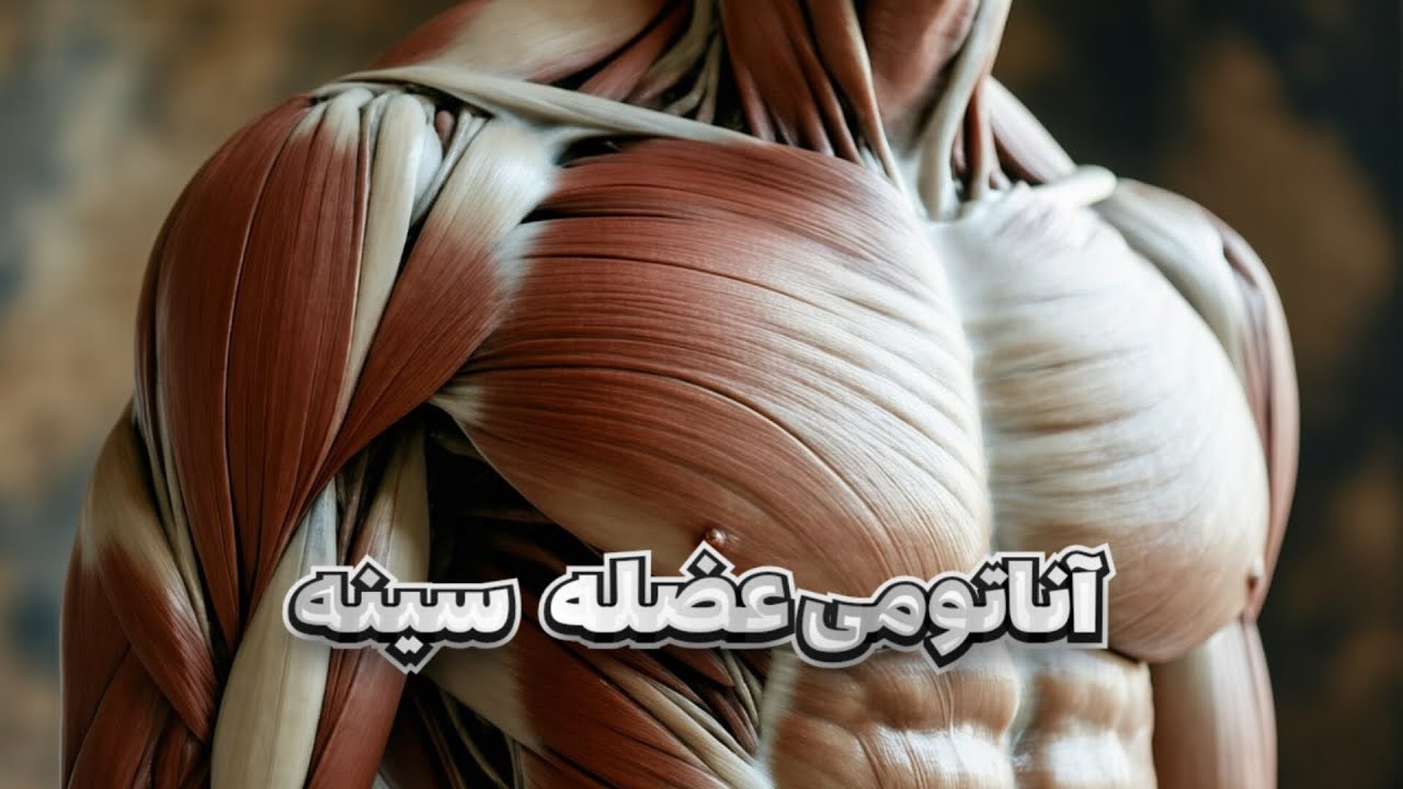 آناتومی عضله سینه 📚 | جاوید شاه ؛ جاوید علم