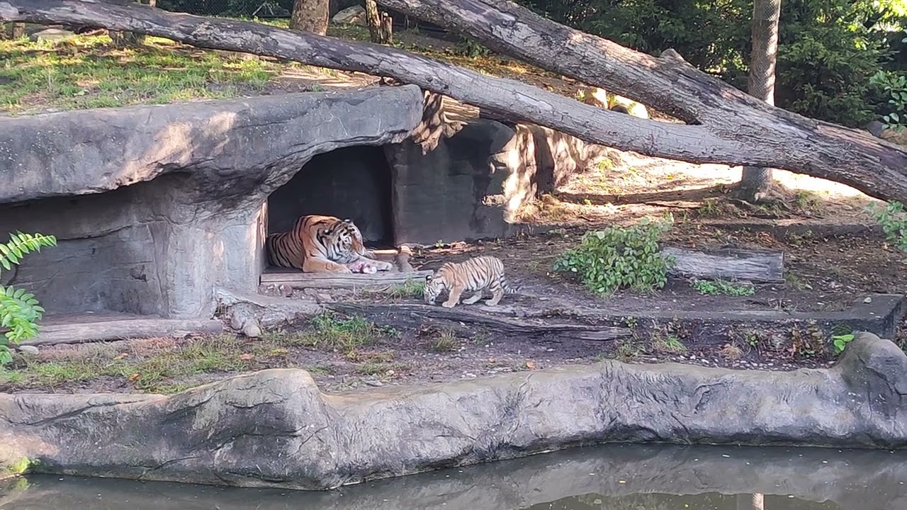 Hagenbecks Tierpark - Tigerbabys treffen auf Vater #tiger #tigerbaby #zoo #hamburg