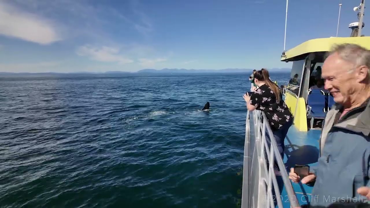 Whale Watching Vancouver 2025