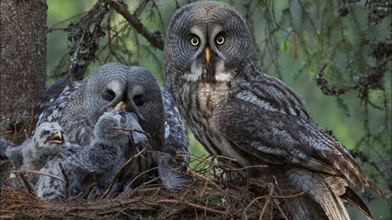 Owl's Hidden Secrets || ULLU ka Raaz