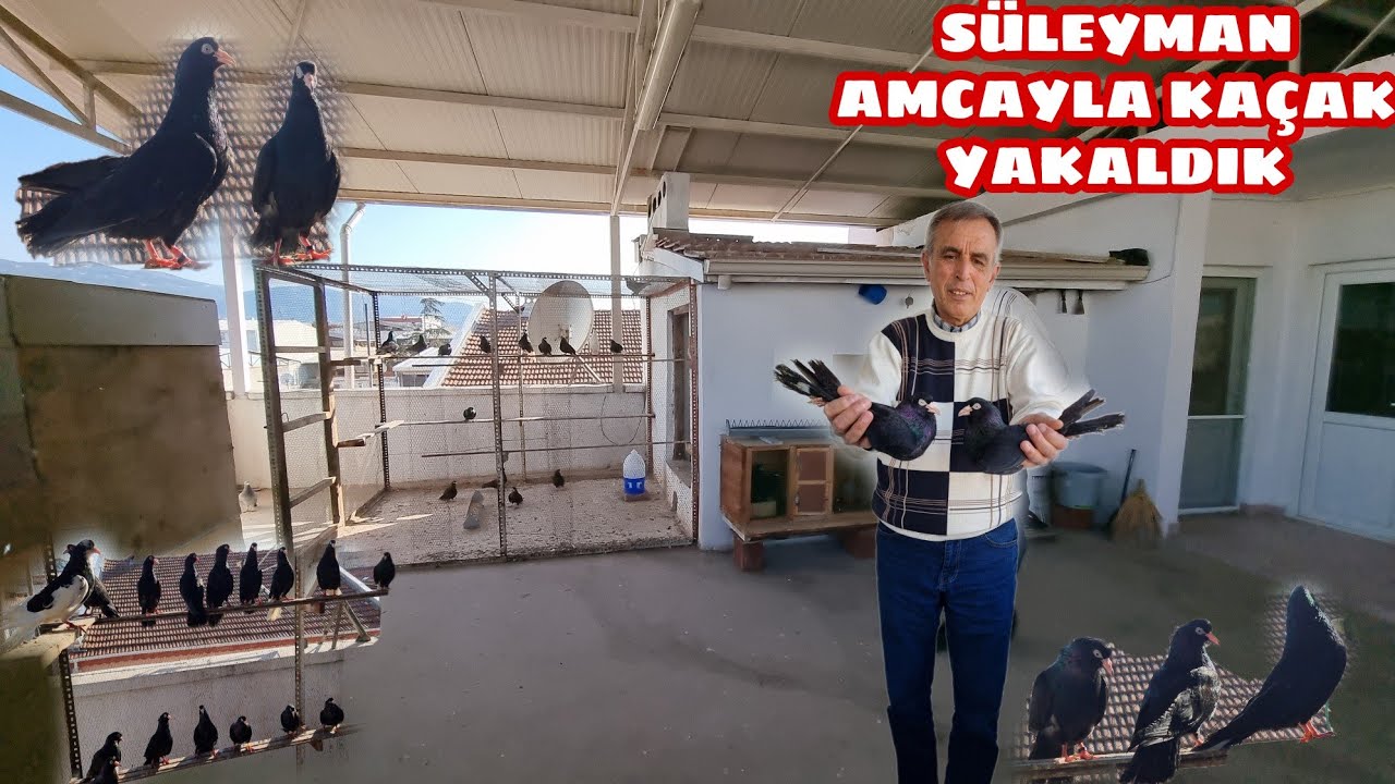 MEŞHUR ARAPÇI SÜLEYMAN AMCANIN 50 YILLIK GÜVERCİN SEVDASI TAKDİR E ŞAYAN