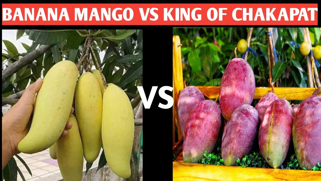 Banana Mango vs King of Chakapat Mango