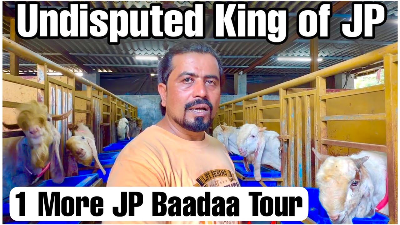 RK Goat Farm Series Ep 6 | The Undisputed King of JP Goats
