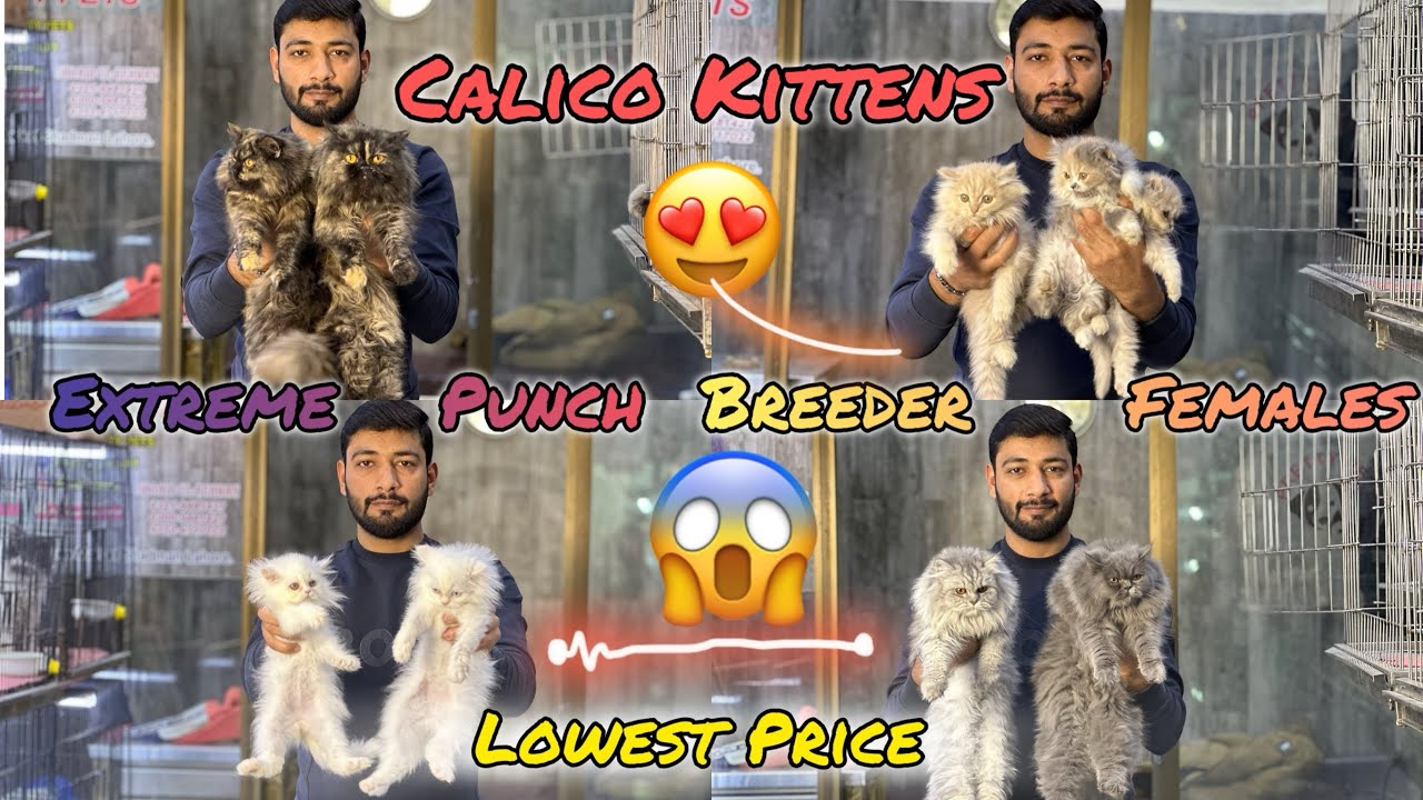 Lowest Price Cats & Kittens😱|| Calico Punch Face Kitten😻|| Breeder Females❤️|| #foryou #viralvideo 