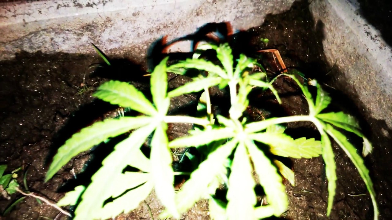 India Marijuana Grow outdoor ( DAY 25 )