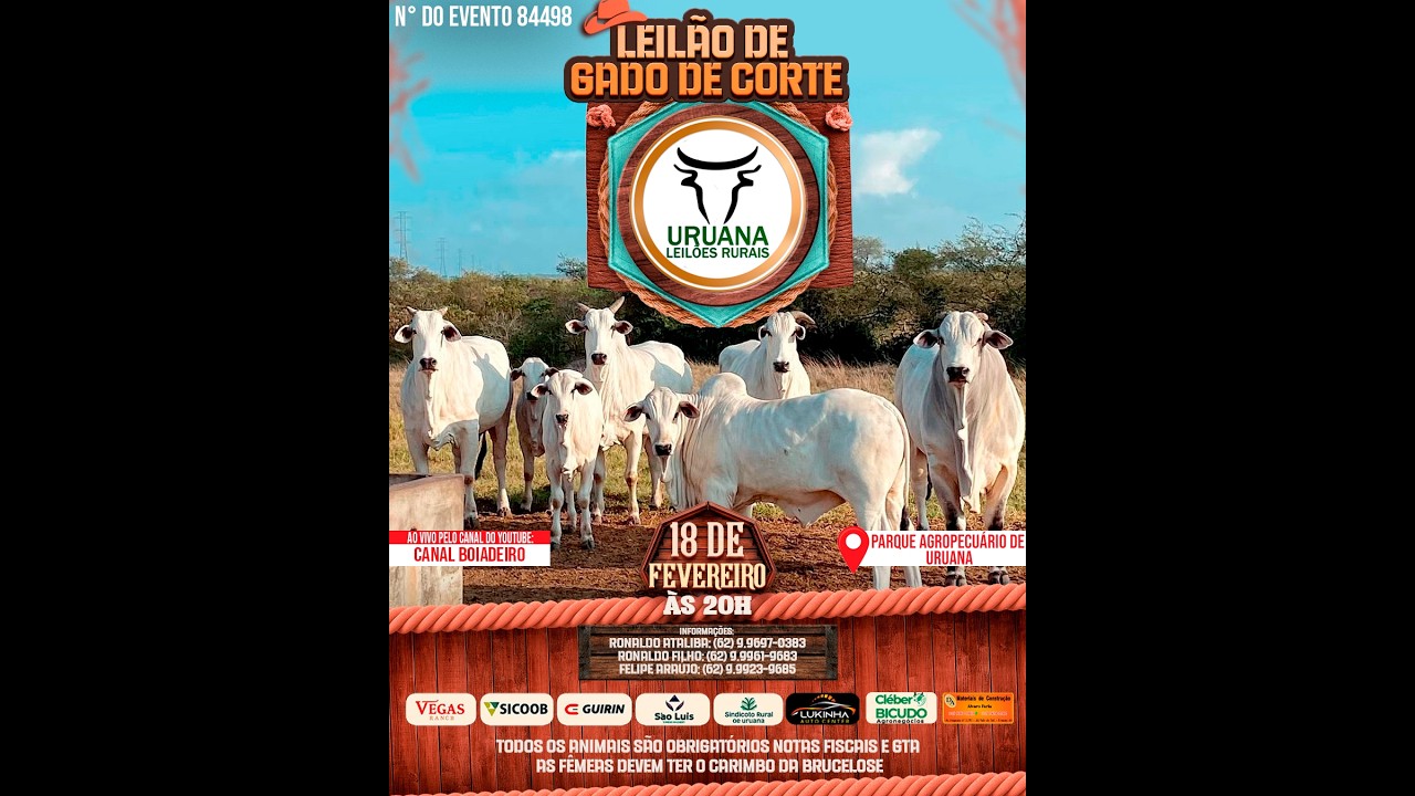 Leilão de Gado -  Uruana Leilões - Leilão de Gado de Corte em Goiás @canal.boiadeiro #live #gado