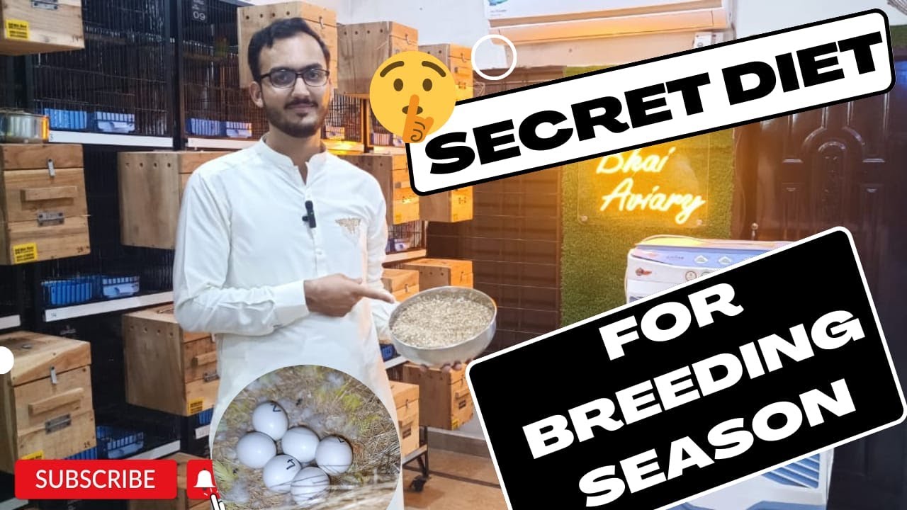 My secret Breeding Diet for Birds | Breeding Season | Shani Bhai Aviary