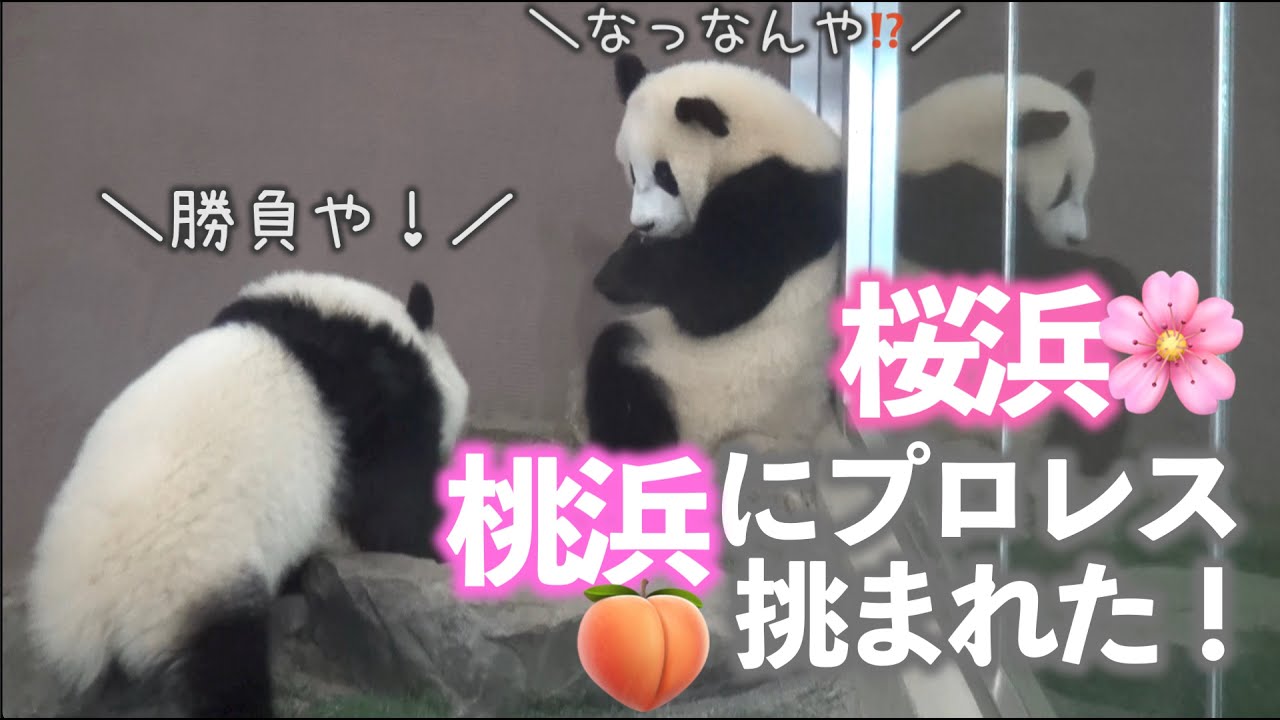 【たまには妹が振り回すw】桜浜姉さん🌸、桃浜🍑にプロレス挑まれた！【ふたごパンダ】妄想字幕劇場／初公開　Giant Panda -Ouhin&Touhin-