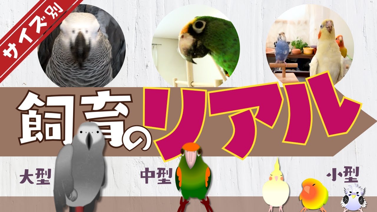【こんなに違う】インコ飼育のリアル比較..知らずに選ぶと大変⁉ サイズ別お世話・鳥の性格・飼いやすさの違い