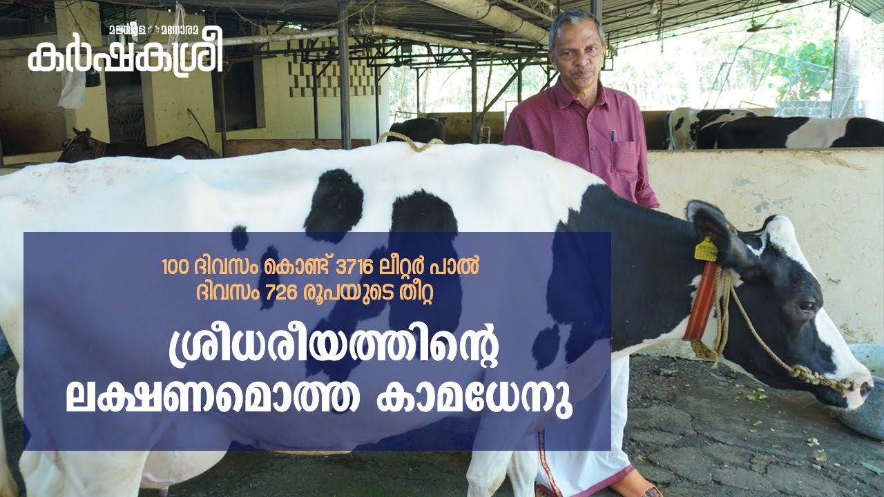 100 ദിവസംകൊണ്ട് 3716 ലീറ്റർ പാൽ; തീറ്റയ്ക്ക് 726 രൂപ; റെക്കോർഡിലേക്കു കുതിക്കുന്ന 22–ാം നമ്പർ പശു