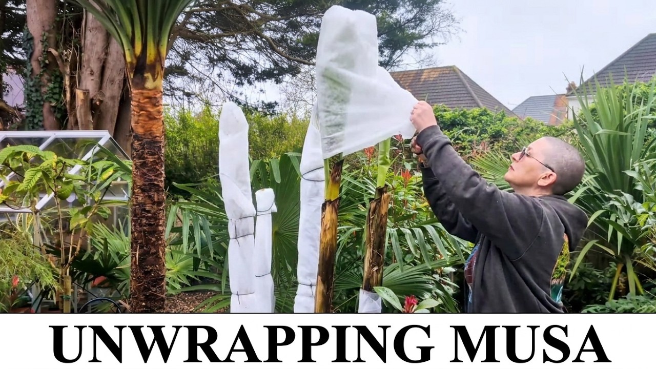 184. Unwrapping the musa basjoo & pre-spring tasks