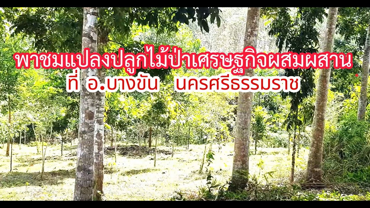 ปลูกป่าผสมผสาน ที่อำเภอบางขัน นครศรีธรรมราช