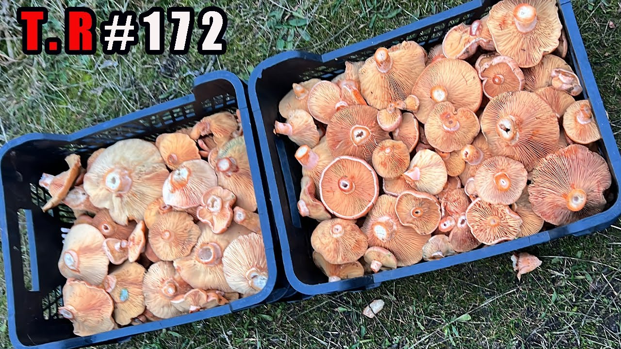 👉RETO DE COGIENDO NISCALOS (CUANTOS COJO EN DOS HORAS)🍄 20 DE DICIEMBRE ¡¡¡