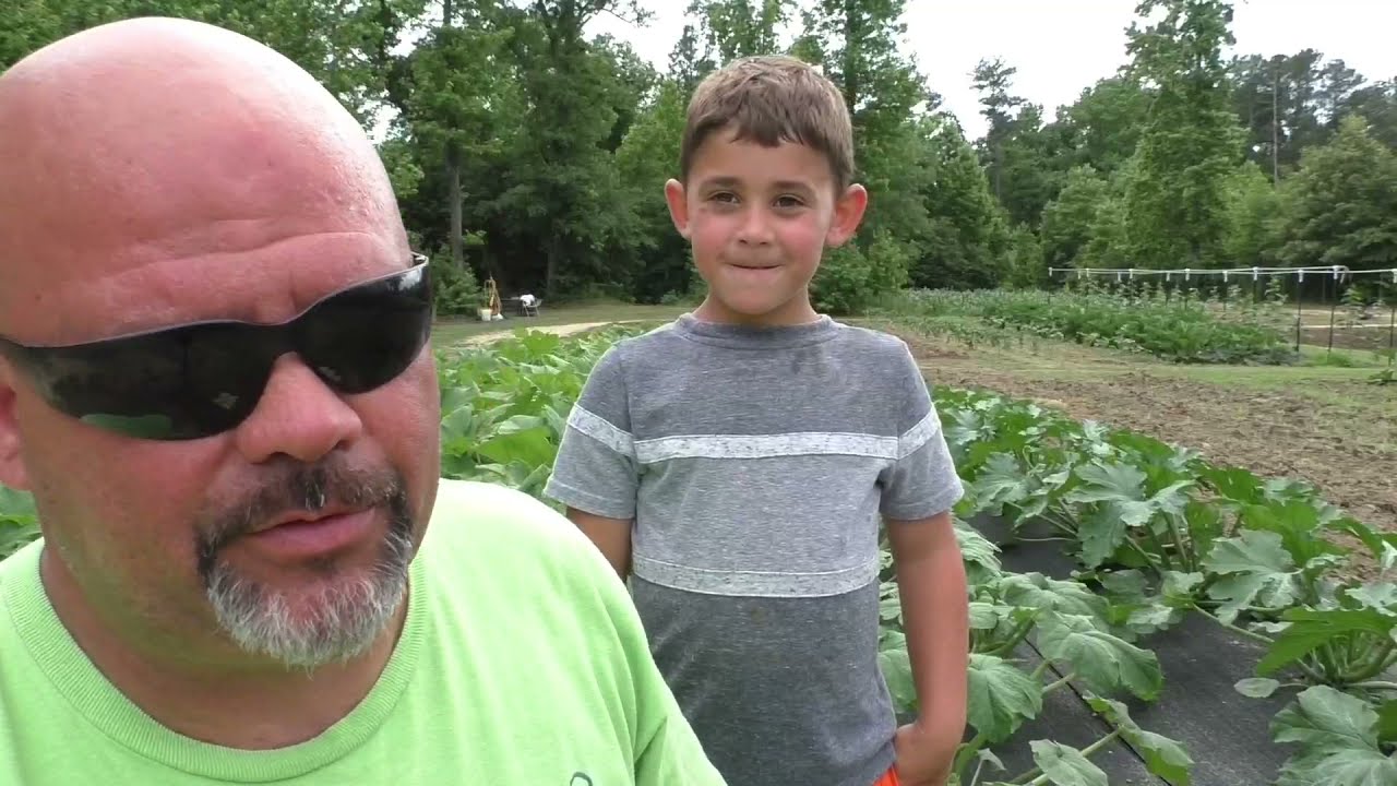 Harvesting Our Red Norland potato's | June Garden Tour