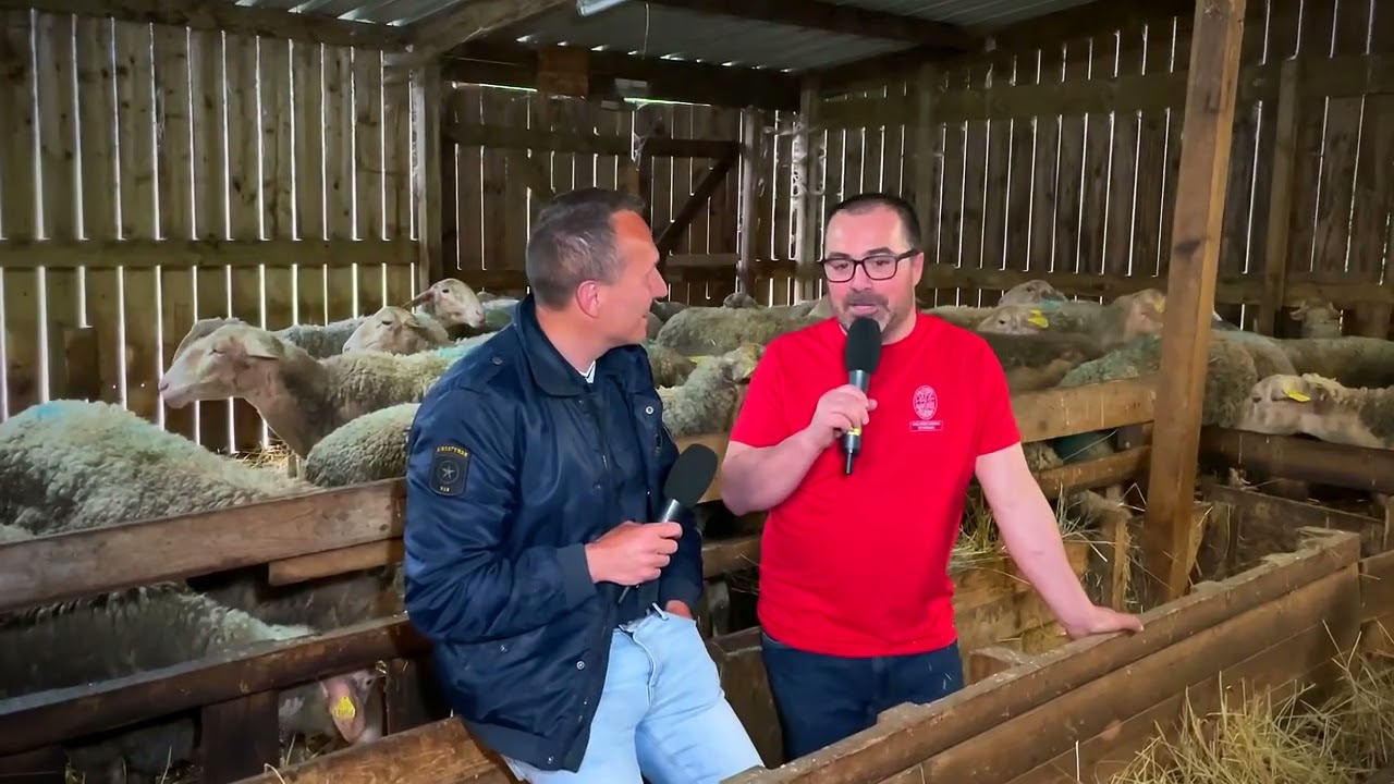VIREUX-WALLERAND | Découverte de la bergerie des Bayamonts 🐑 👍