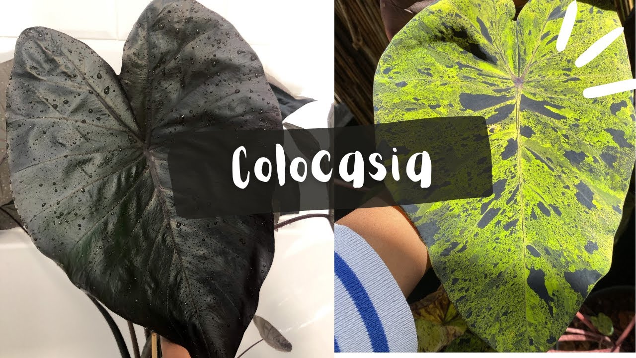 Colocasia : Conseils, Entretien ! Je vous dis tout !