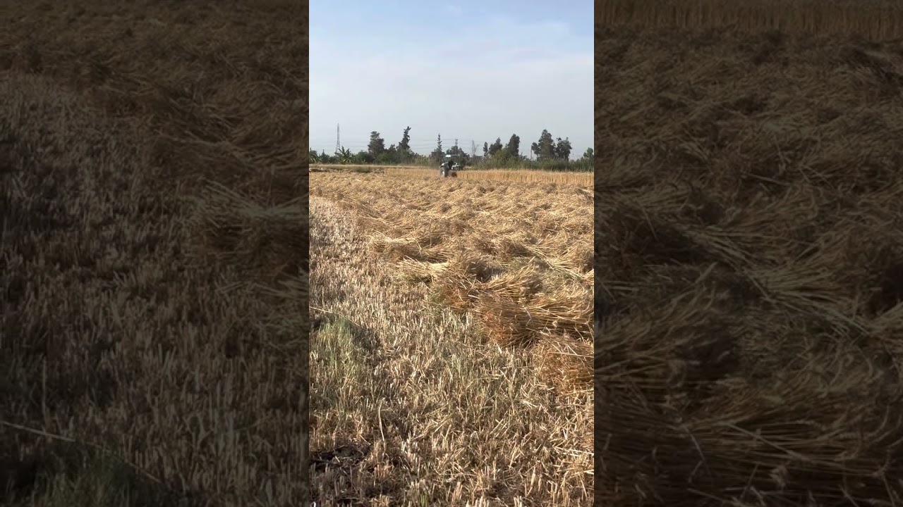 حصاده القمح بالتربيط  ٠١٠٠٠٩٨٢٤٢١
