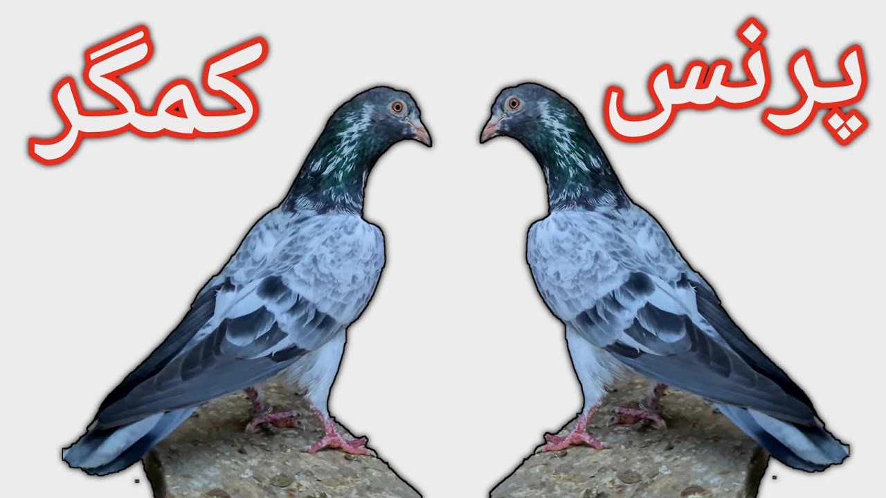 Prince Kamagar Kabootar | Kamagar Pigeons