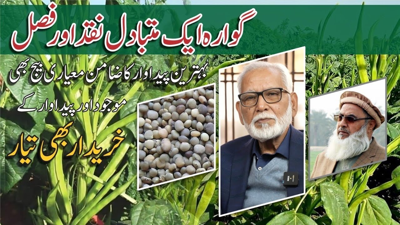 An alternate cash crop GAWARA which can move farmers from poverty to prosperity