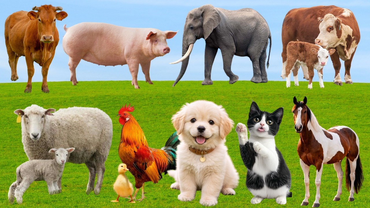 🌿 Đồng Quê Rộn Ràng “Khúc Hát Muôn Loài” – Chó, Mèo, Heo & Vịt Dệt Nên Bản Nhạc Vui | Animals🐶🐱🐷🦆