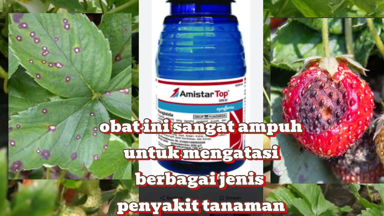 Obat untuk menangani tanaman yang kena penyakit#bercakdaun#busukbatang#busukbuah#pertanian#garden