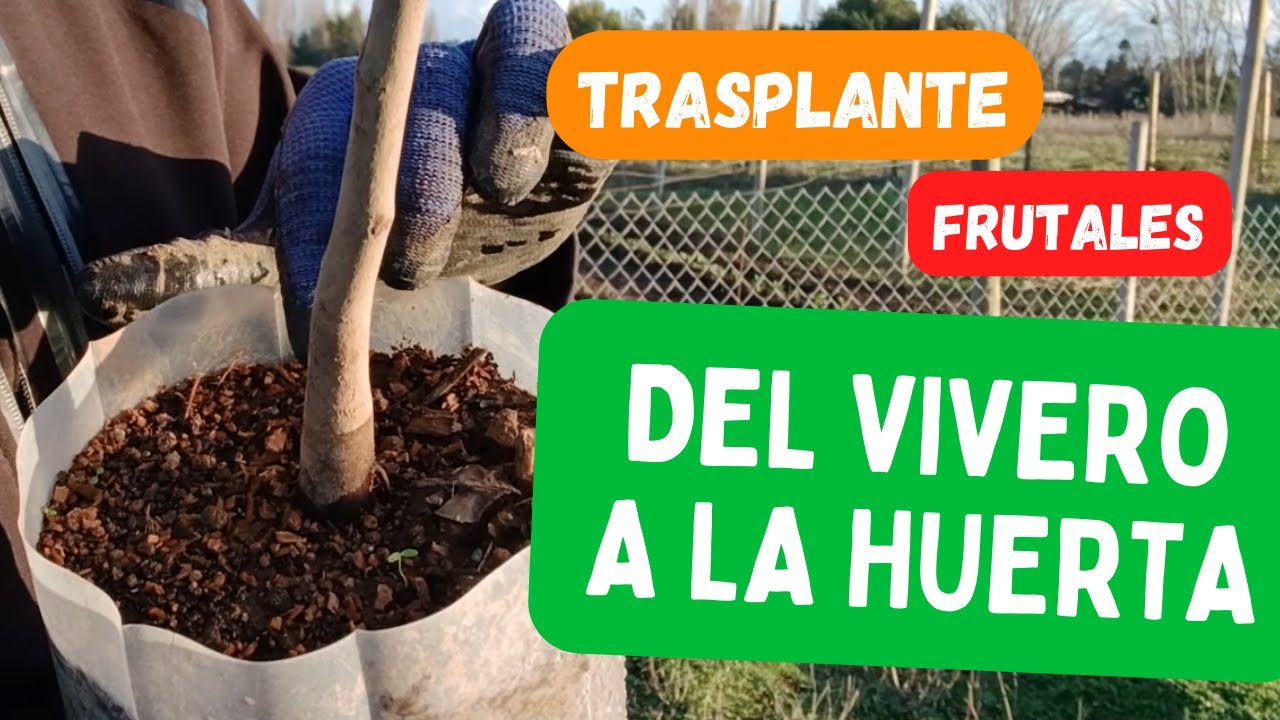 Del Vivero a la Huerta: Consejos sobre el Trasplante de Frutales | Mancaqui