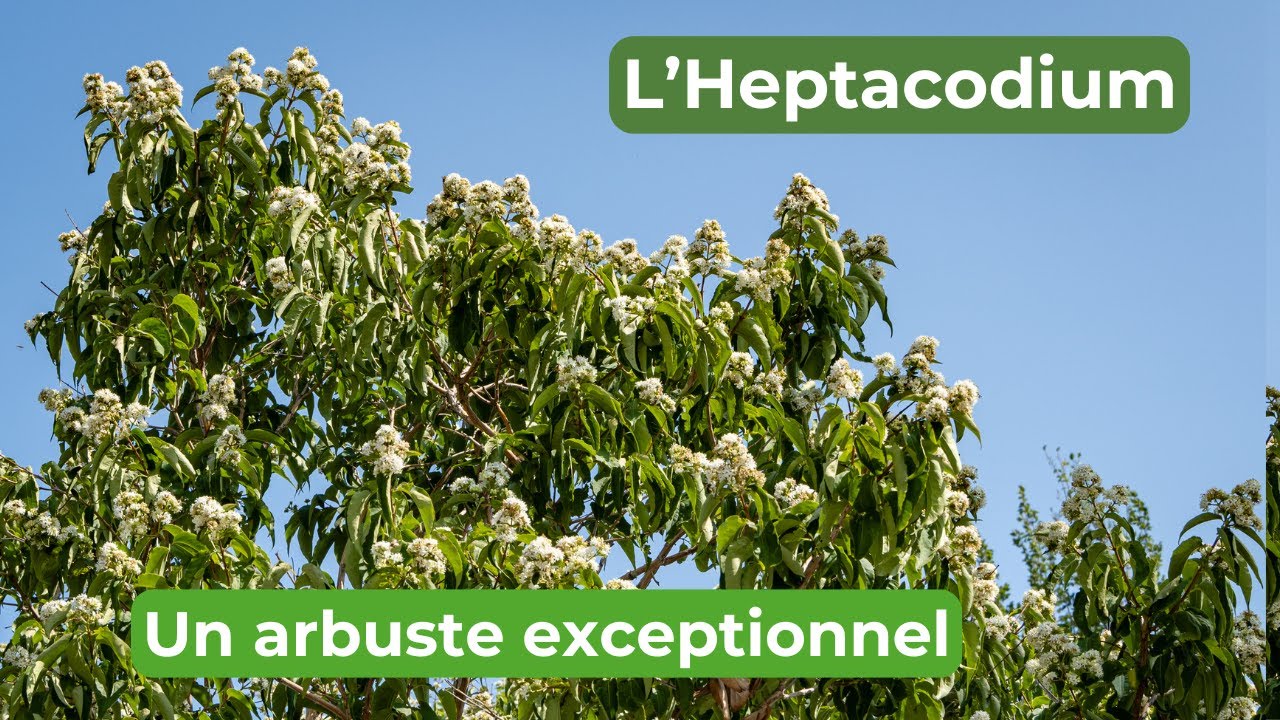 L'heptacodium, un bel arbuste essentiel pour l'apiculture.