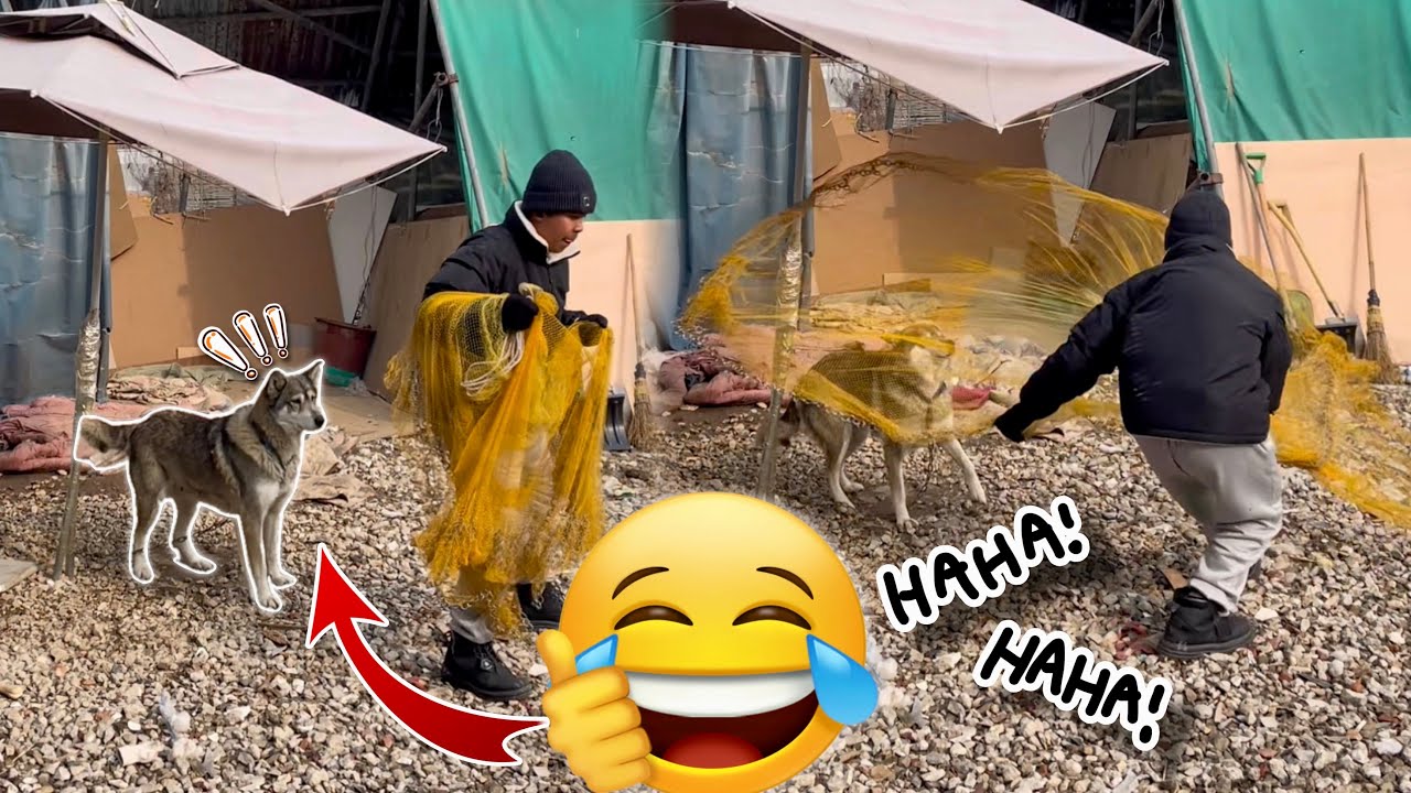 បង់សំណាញ់យកអាតឿ🔥😂ពូចិត្រFunny