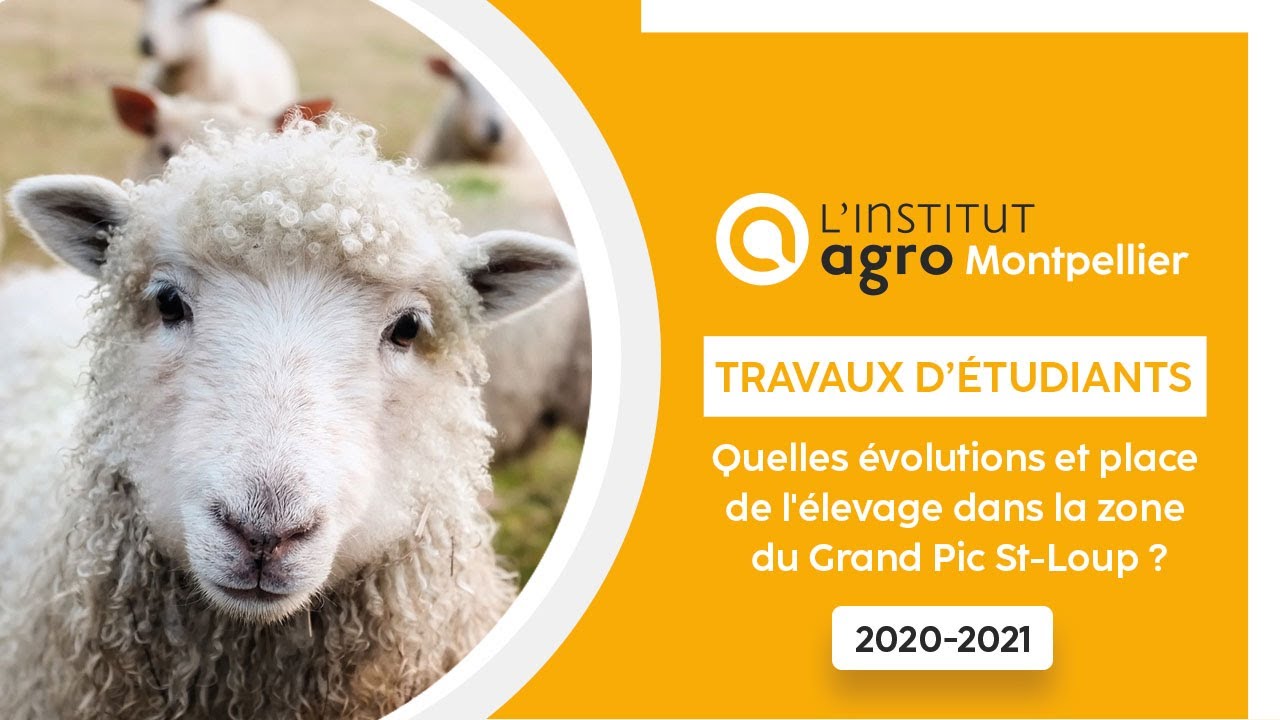 Quelles évolutions et place de l'élevage dans la zone du Grand Pic St-Loup ? Elevage & intérêt
