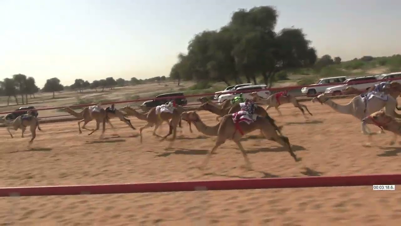 R22 14 2 2026L الشوط (22) قناعه للسيد / سعيد عبيد جمعه بن عديل