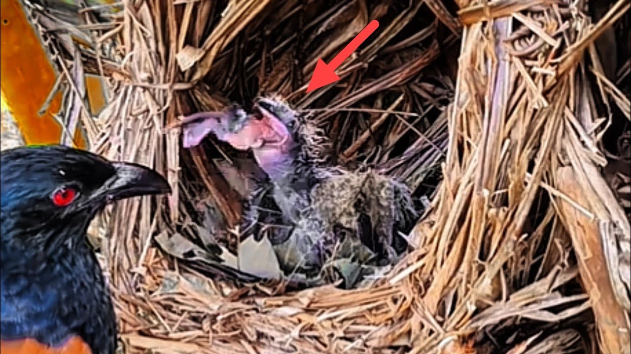 SADIS, BAYI BURUNG TERSIKSA AKIBAT MAKANAN KEBESARAN