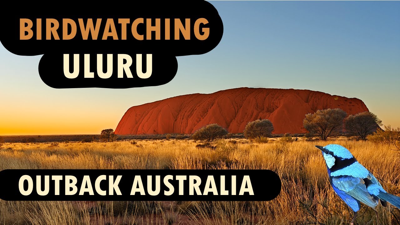 Birdwatching at Uluru and Alice Springs, Outback Australia