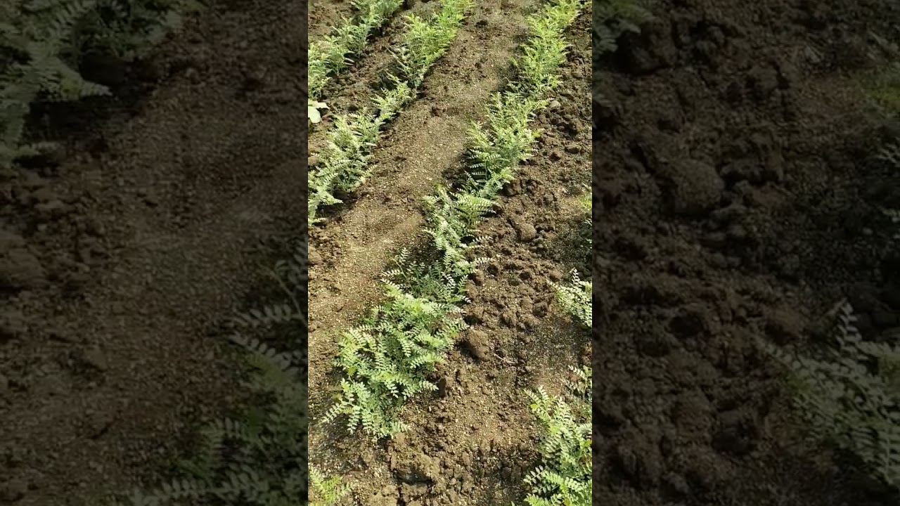 Chickpea / Bengal Gram Crop