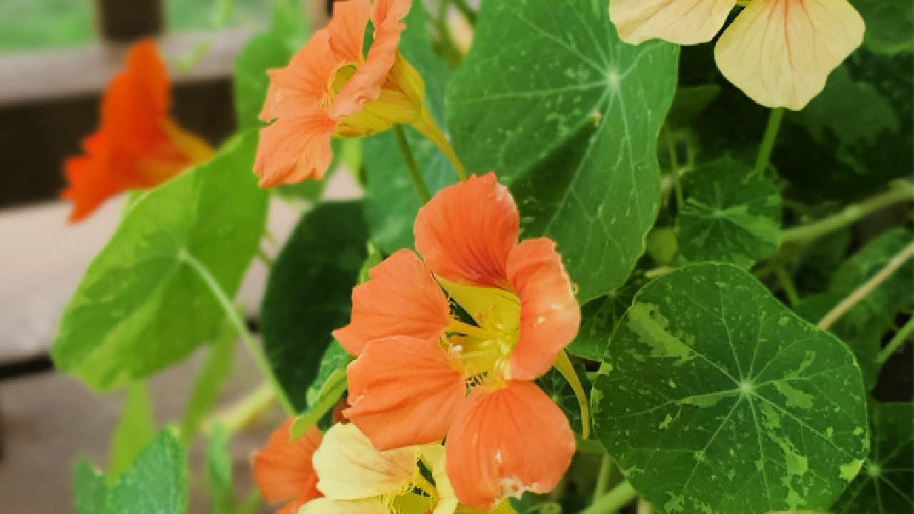 Herbs for Hens&trade;: Nasturtium