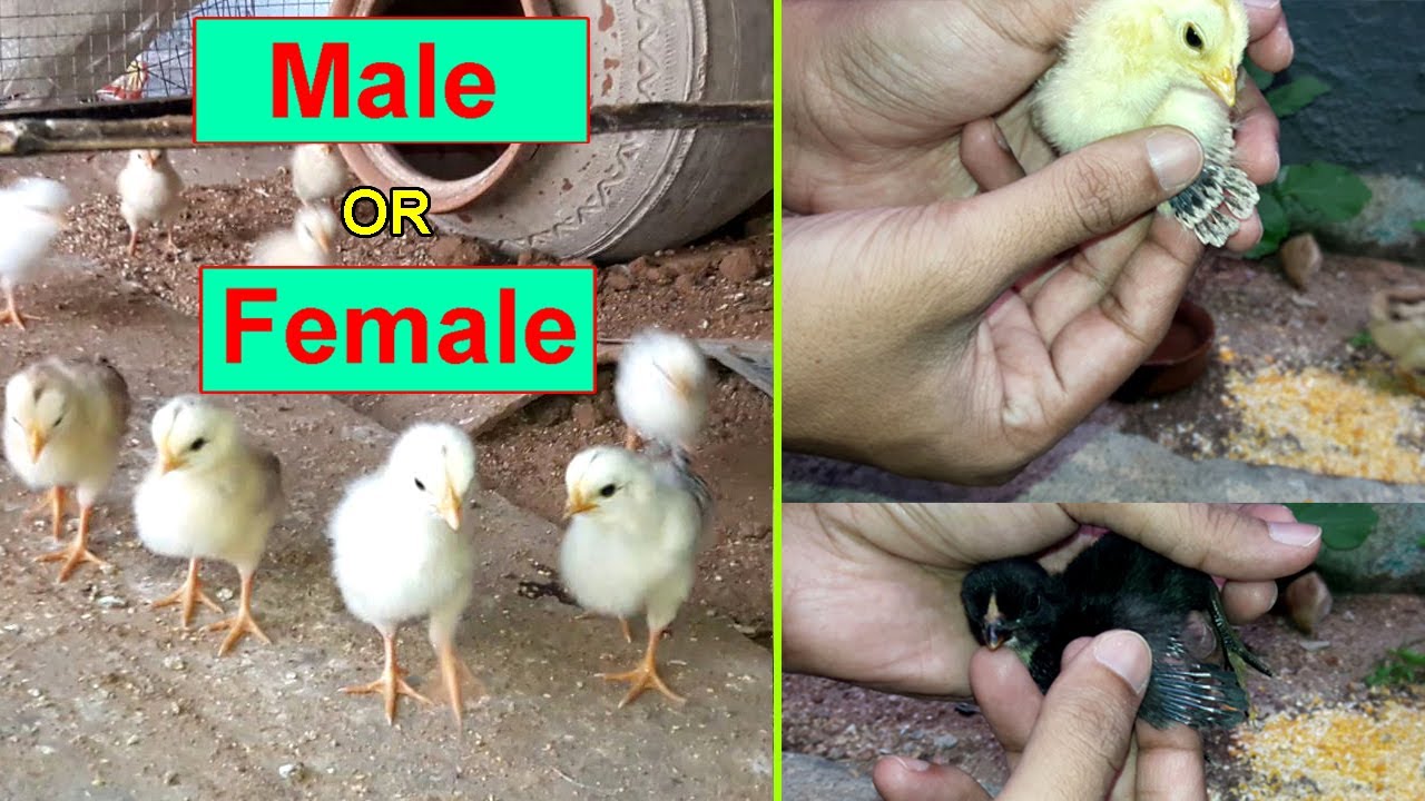 How to tell if a Baby Chick is Male or Female