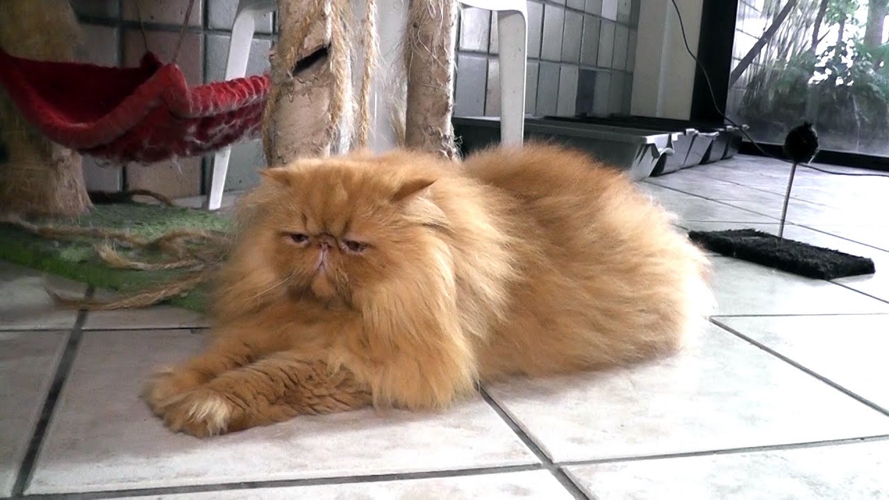 Gatos Persas são a atração do VET Jornal
