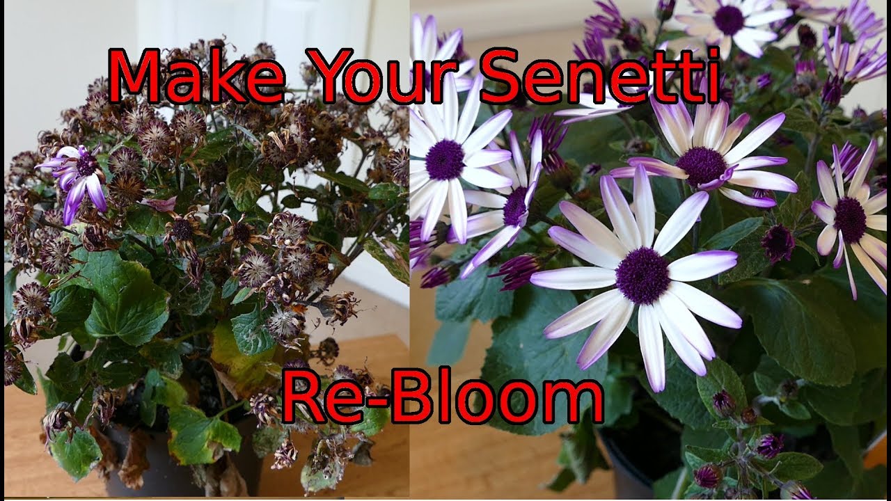 How To Cut Back A Senetti