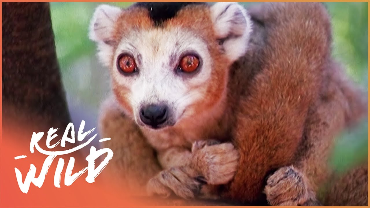 Crowned Lemurs And Their Strange Habits (Wildlife Documentary) | Real Wild