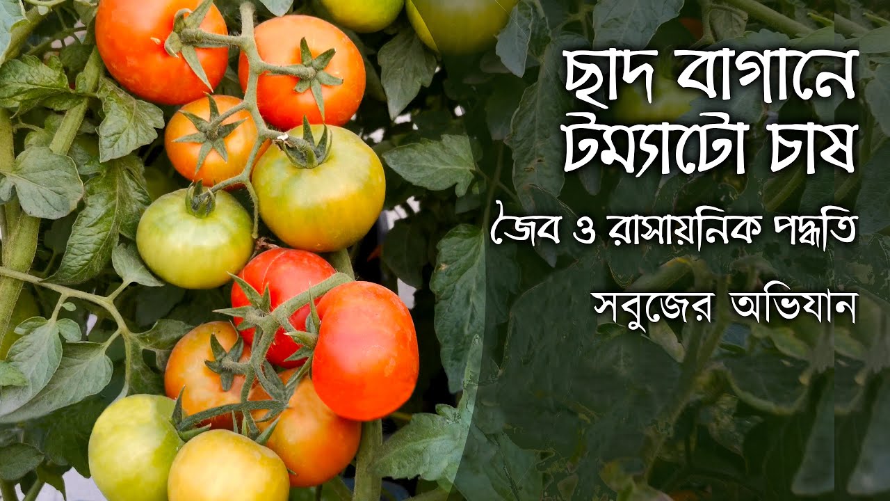 ছাদ বাগানে টম্যাটো চাষ কিভাবে করবেন? How to grow Tomatoes at Rooftop Garden | Grow tomatoes in pots