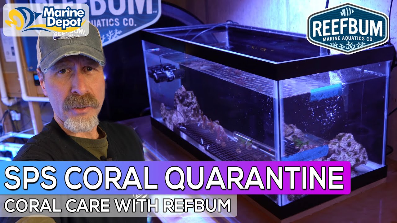 Как обустроить карантинный аквариум SPS: уход за кораллами с помощью Reefbum