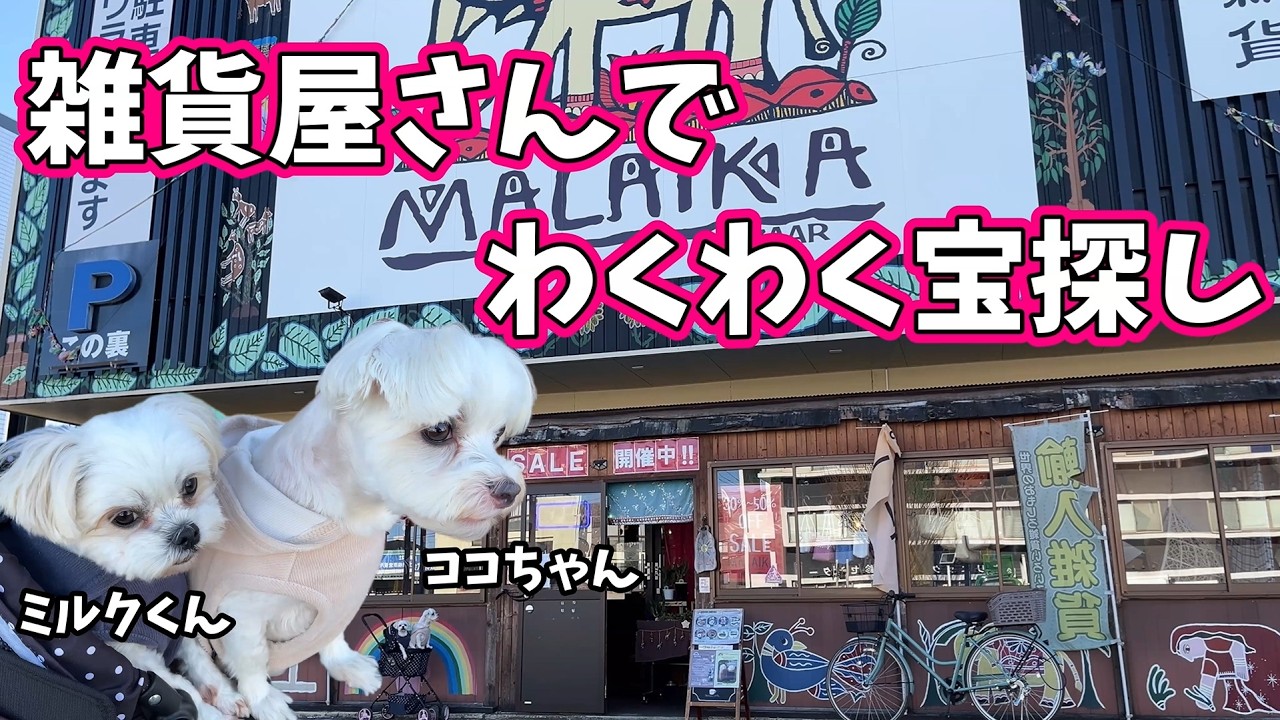 雑貨屋さんで わくわく宝探し★ココちゃん・ミルクくん★