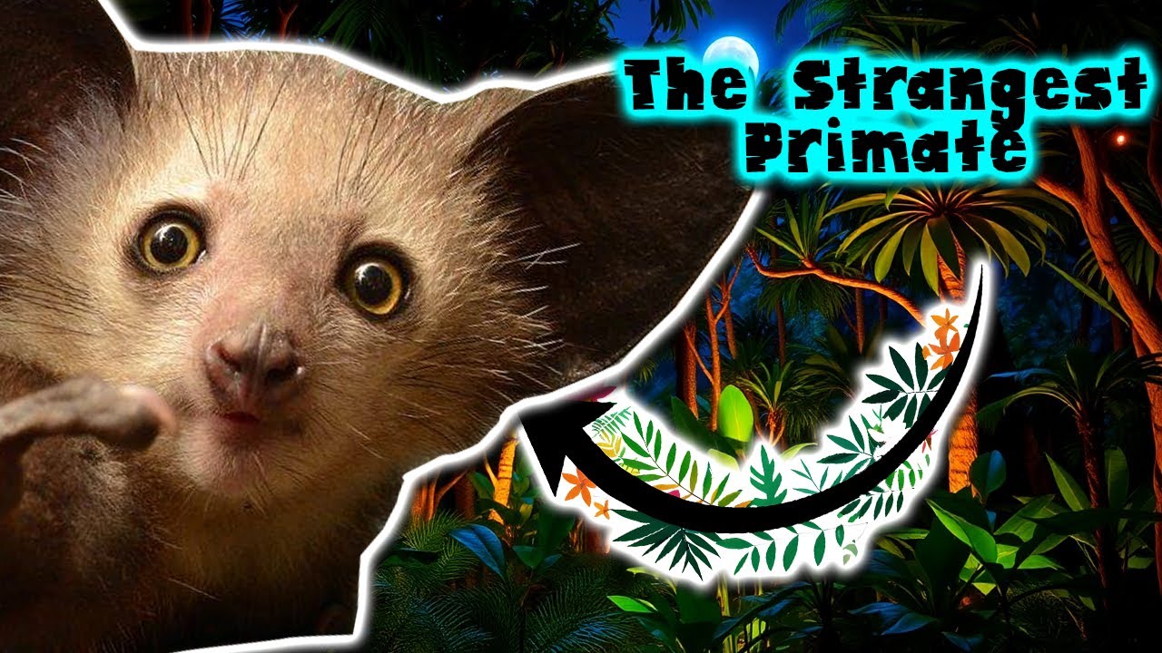 Aye Aye | animal documentary