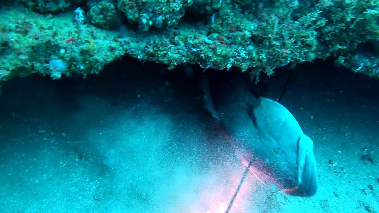 Hunting Groupers  Fort Pierce, FL