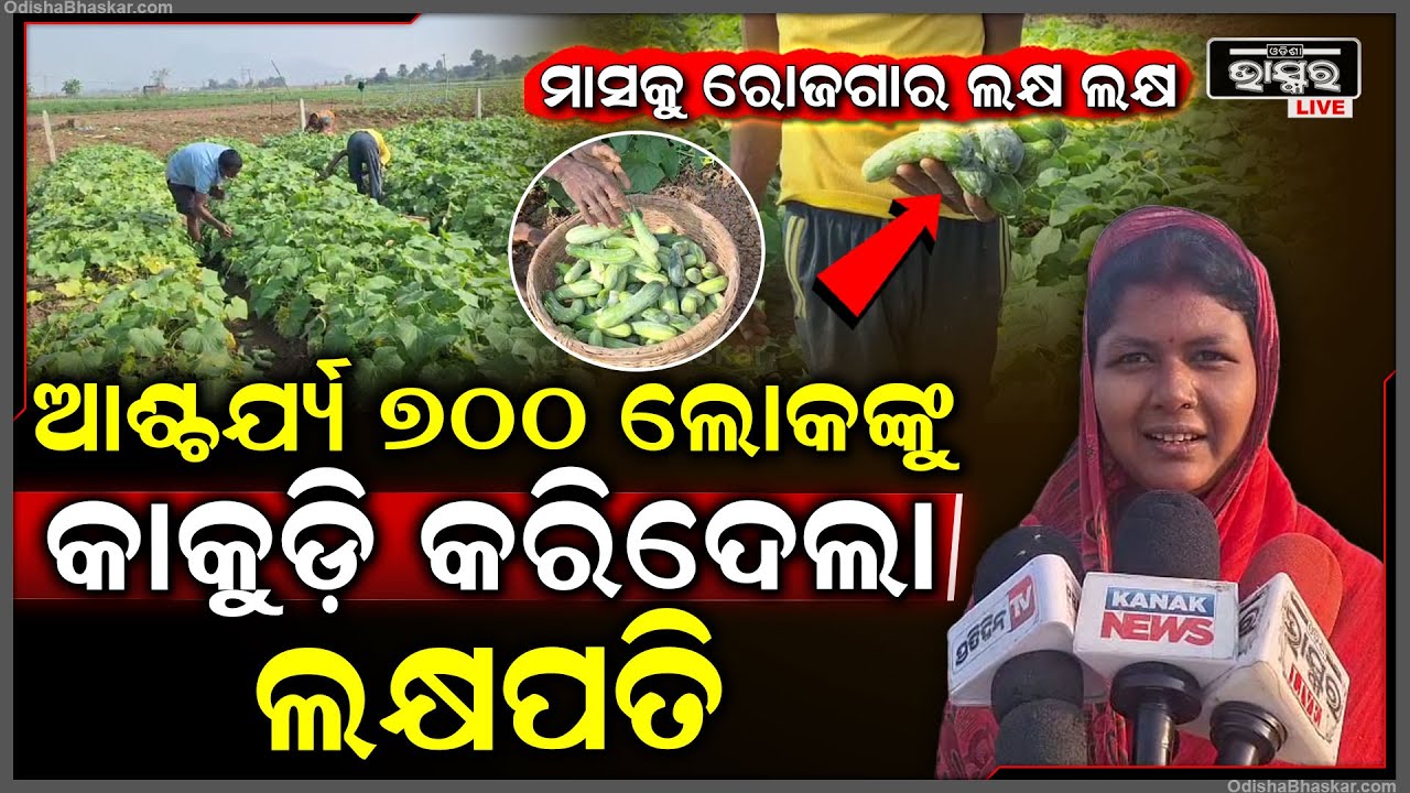 ସମସ୍ତଙ୍କ ମୁହଁରେ ହସ, ୭୦୦ ଲୋକେ ଚାଷ କରି ହେଲେ ଲକ୍ଷପତି,... ମାସିକୁ ରୋଜଗାର ହେଉଛି ଲକ୍ଷ ଲକ୍ଷ...