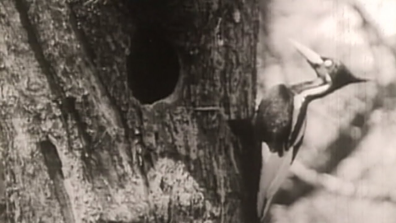 Chasing a Ghost, The Ivory-Billed Woodpecker