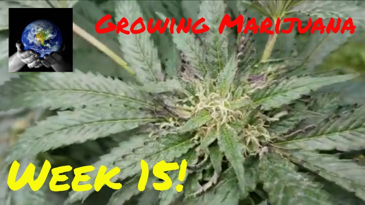 Marijuana growing week 15!