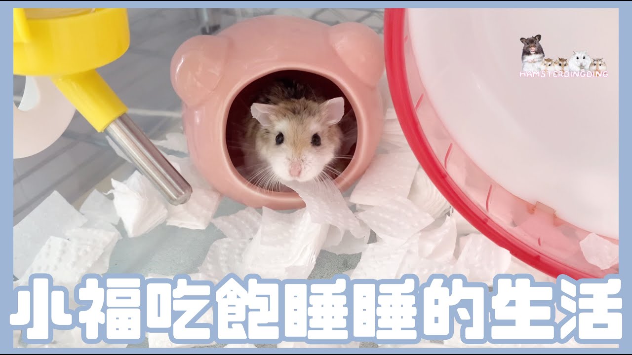 Hamsterdingding．老公公鼠吃飽睡睡的生活．倉鼠．小露寶．小路寶．老公公鼠 [小福Siu Fook]